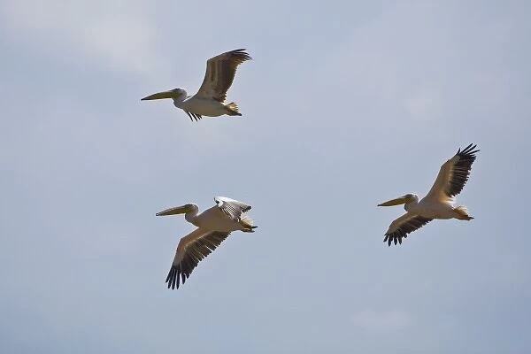 Africa. Kenya. White Pelicans in flight at Lake Nakuru