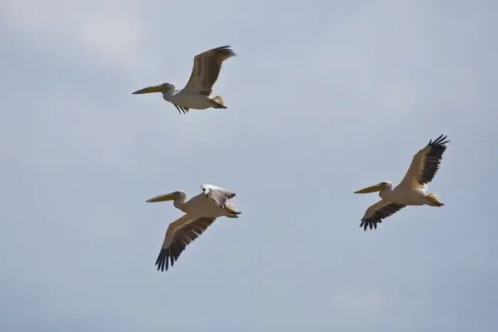 Framed Print : Africa. Kenya. White Pelicans in flight at Lake Nakuru