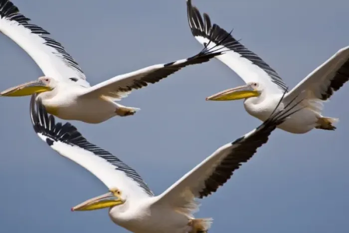 Framed Print : Africa. Kenya. White Pelicans in flight at Lake Nakuru Framed Print : Africa. Kenya. White Pelicans in flight at Lake Nakuru