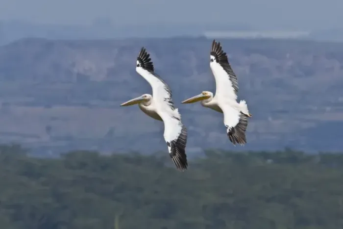 Framed Print : Africa. Kenya. White Pelicans in flight at Lake Nakuru