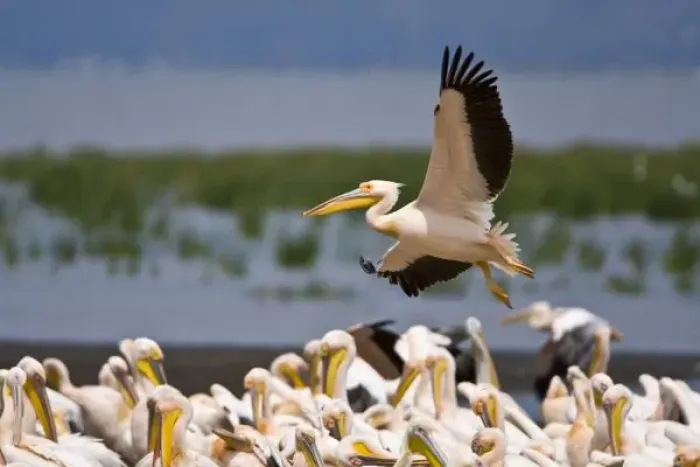 Framed Print : Africa. Kenya. White Pelicans on the shore of Lake Nakuru Framed Print : Africa. Kenya. White Pelicans on the shore of Lake Nakuru