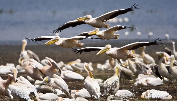 Africa. Kenya. White Pelicans on the shore of Lake Nakuru