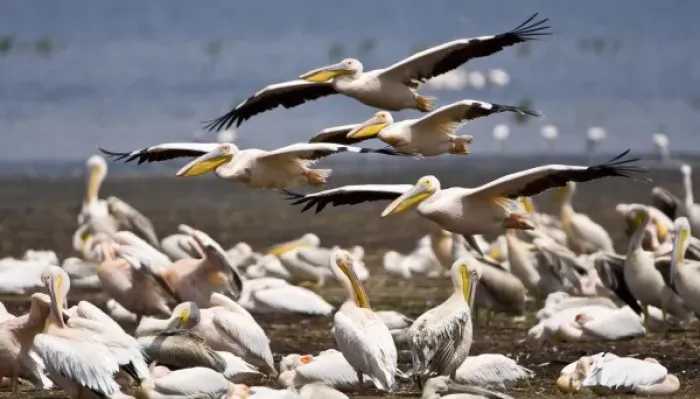 Framed Print : Africa. Kenya. White Pelicans on the shore of Lake Nakuru Framed Print : Africa. Kenya. White Pelicans on the shore of Lake Nakuru