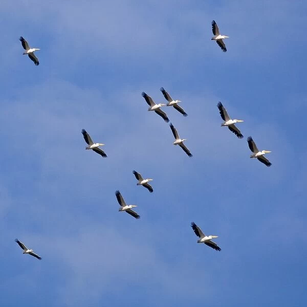 Africa. Kenya. White Pelicans soaring in thermals at Lake Nakuru