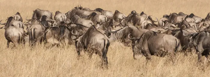 Framed Print : Africa, Kenya, wildebeest