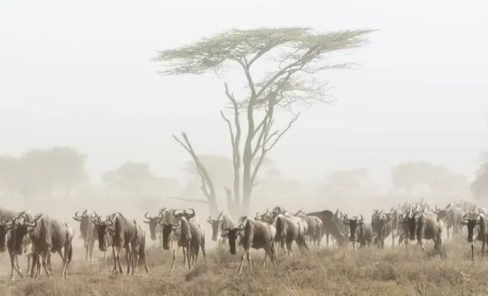 Framed Print : Africa, Kenya. Wildebeest herd moving in fog Framed Print : Africa, Kenya. Wildebeest herd moving in fog