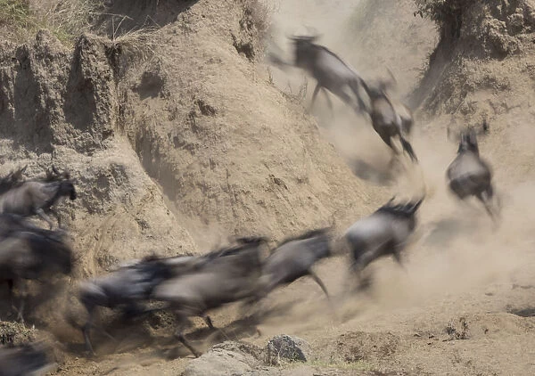 Africa, Kenya. Wildebeests running up hill. Credit as: Bill Young  /  Jaynes Gallery  /  DanitaDelimont