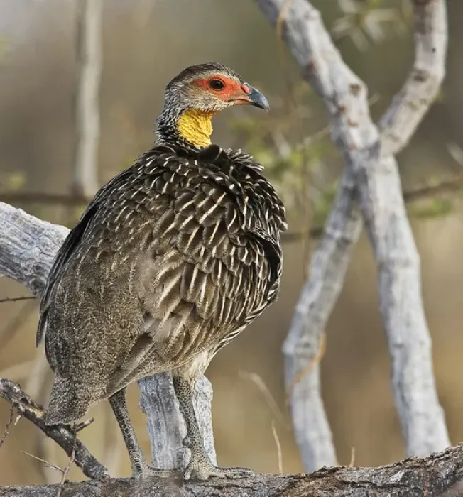 Framed Print : Africa, Kenya. Yellow-necked spurfowl bird standing on tree trunk Framed Print : Africa, Kenya. Yellow-necked spurfowl bird standing on tree trunk