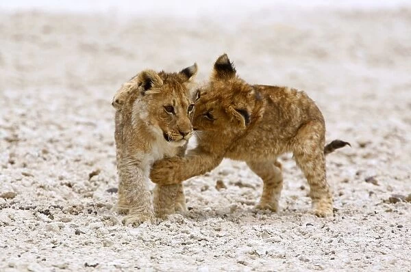Africa. Two lion cubs play fighting on the Etosha Pan
