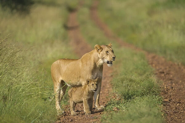 Africa, Lioness and cub