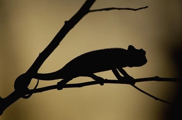 Africa, Madagascar