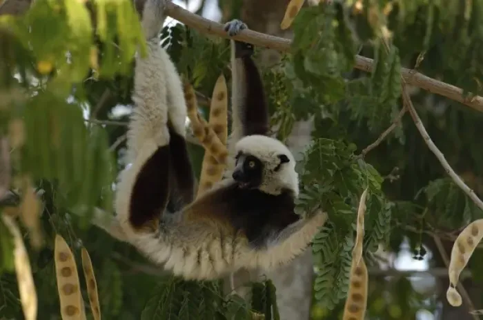 Framed Print : Africa, Madagascar Framed Print : Africa, Madagascar