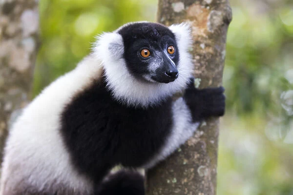 Africa, Madagascar, Akanin ny Nofy Reserve. Portrait of a black-and-white ruffed lemur