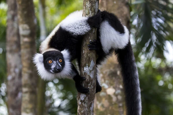 Africa, Madagascar, Akanin ny Nofy Reserve
