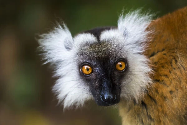 Africa, Madagascar, Akanin ny Nofy Reserve. Portrait of a female black lemur (Eulemur macaco)