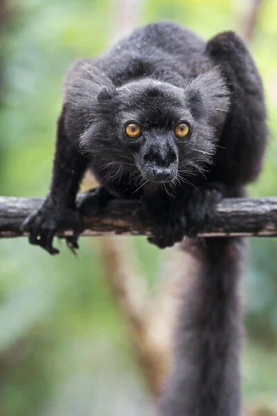 Africa, Madagascar, Akanin ny Nofy Reserve. Male black lemur (Eulemur macaco) on a tree branch