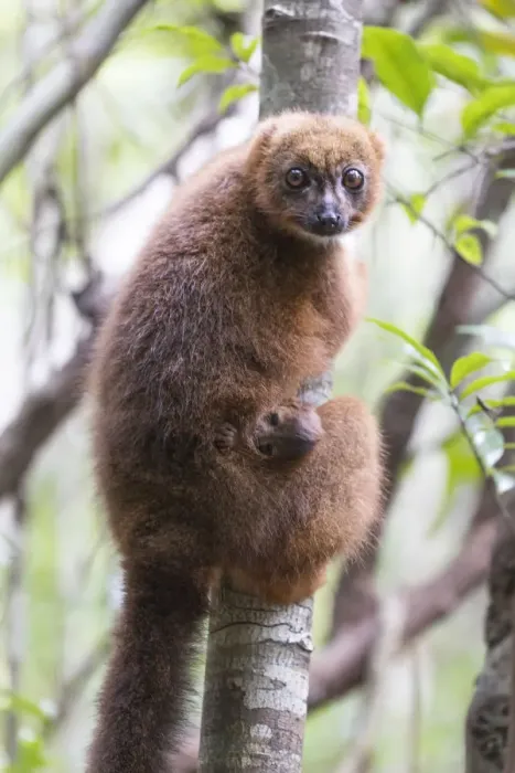 Framed Print : Africa, Madagascar, Akanin ny Nofy Reserve Framed Print : Africa, Madagascar, Akanin ny Nofy Reserve