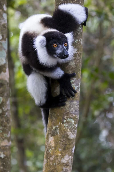 Africa, Madagascar, Akanin ny Nofy Reserve