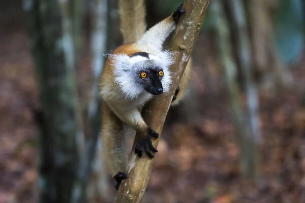 Africa, Madagascar, Akanin ny Nofy Reserve. Female black lemur peers out from a tree limb