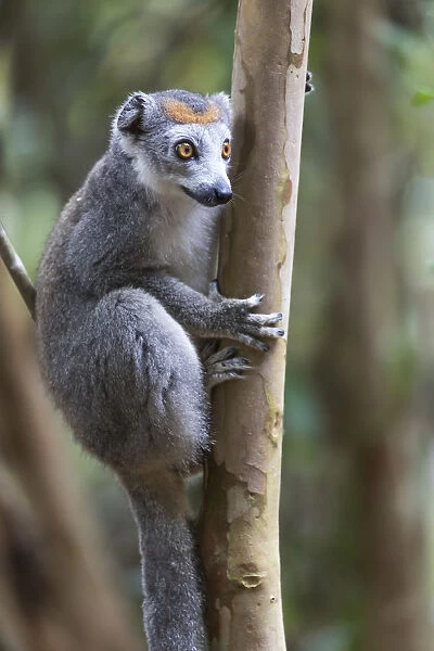 Africa, Madagascar, Akanin ny Nofy Reserve. Female crowned lemur clinging to a tree trunk