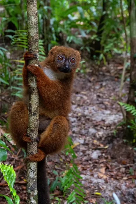 Framed Print : Africa, Madagascar, Akanin'ny Nofy, Palmarium Reserve. Red-bellied lemur clings to a tree Framed Print : Africa, Madagascar, Akanin'ny Nofy, Palmarium Reserve. Red-bellied lemur clings to a tree
