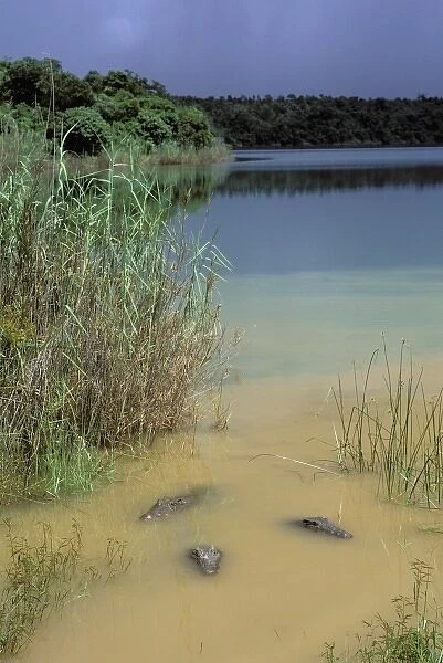 Africa, Madagascar, Ambilobe, Sacred Lake. Nile crocodiles (Crocodylus niloticus)