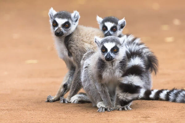 Africa, Madagascar, Amboasary, Berenty Reserve