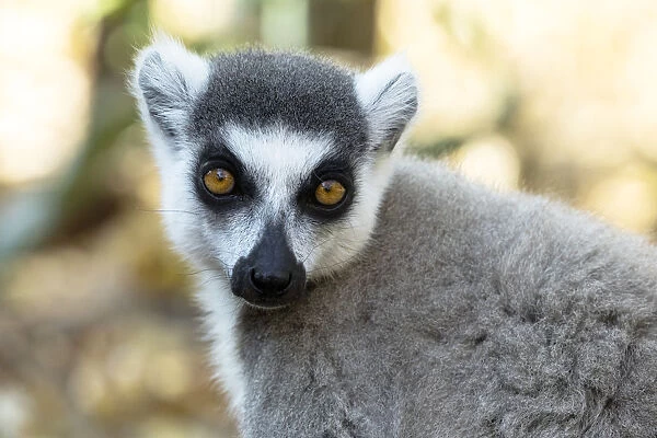 Africa, Madagascar, Amboasary, Berenty Reserve. Headshot of a ring-tailed lemur