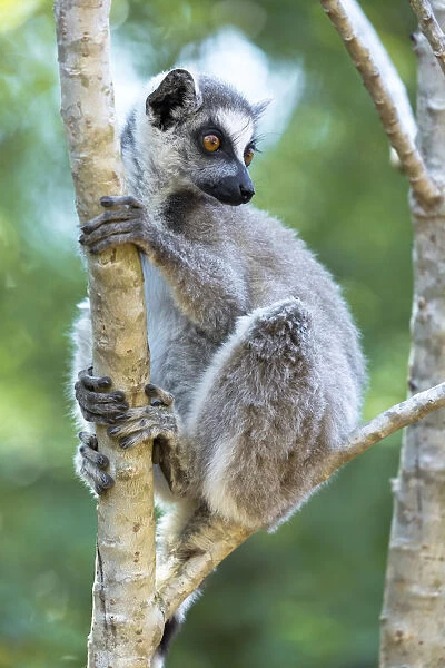 Africa, Madagascar, Amboasary, Berenty Reserve. Portrait of a ring-tailed lemur