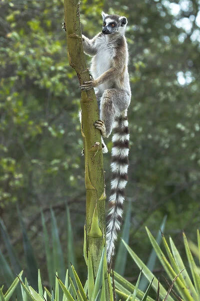 Africa, Madagascar, Amboasary, Berenty Reserve