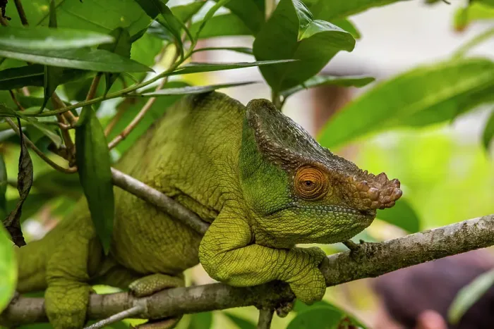 Framed Print : Africa, Madagascar, Andasibe-Mantadia National Park. Male Parson's chameleon on a branch in the forest Framed Print : Africa, Madagascar, Andasibe-Mantadia National Park. Male Parson's chameleon on a branch in the forest
