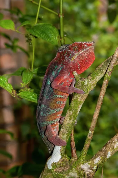 Framed Print : Africa, Madagascar, Andasibe-Mantadia National Park. Panther chameleon on a branch in the forest Framed Print : Africa, Madagascar, Andasibe-Mantadia National Park. Panther chameleon on a branch in the forest