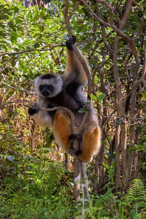 Framed Print : Africa, Madagascar, Andasibe. Vakona Forest Lodge, Vakona Reserve. Diademed Sifaka Lemur clings to a tree Framed Print : Africa, Madagascar, Andasibe. Vakona Forest Lodge, Vakona Reserve. Diademed Sifaka Lemur clings to a tree