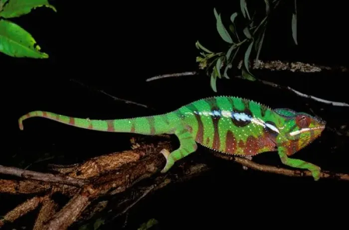 Framed Print : Africa, Madagascar, Ankarana Special Reserve. Chameleon (Furcifer pardalis) Framed Print : Africa, Madagascar, Ankarana Special Reserve. Chameleon (Furcifer pardalis)
