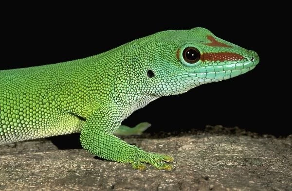 Africa, Madagascar, Ankarana Special Reserve. Day gecko (Phelsuma madagascariensis)