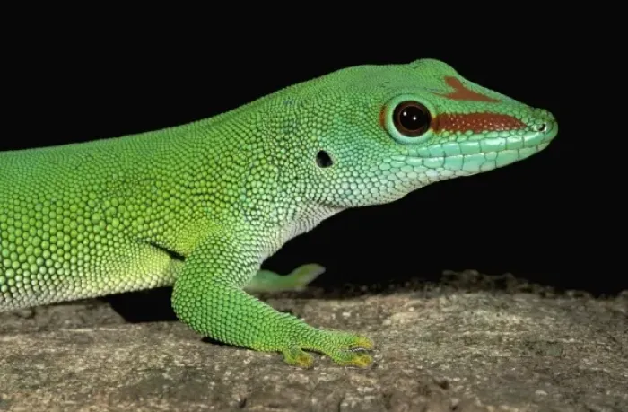 Framed Print : Africa, Madagascar, Ankarana Special Reserve. Day gecko (Phelsuma madagascariensis) Framed Print : Africa, Madagascar, Ankarana Special Reserve. Day gecko (Phelsuma madagascariensis)