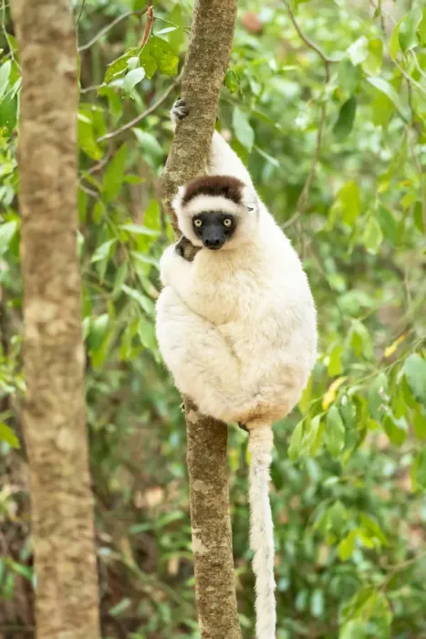 Framed Print : Africa, Madagascar, Anosy, Berenty Reserve. Portrait of a Verreauxs sifaka in a tree Framed Print : Africa, Madagascar, Anosy, Berenty Reserve. Portrait of a Verreauxs sifaka in a tree