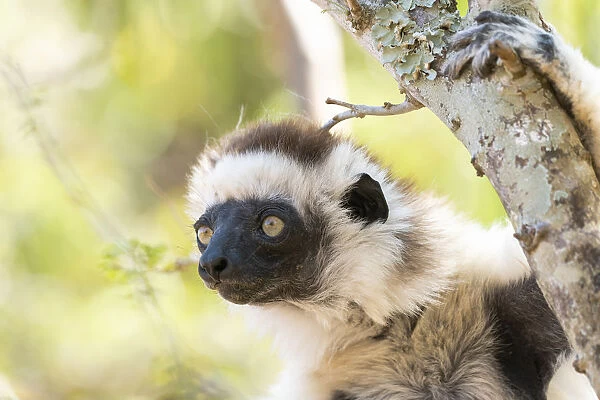 Africa, Madagascar, Anosy, Berenty Reserve. Headshot of a female Verreauxs sifaka