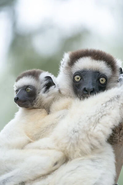 Africa, Madagascar, Anosy Region, Berenty Reserve. A female sifaka clings to a tree while