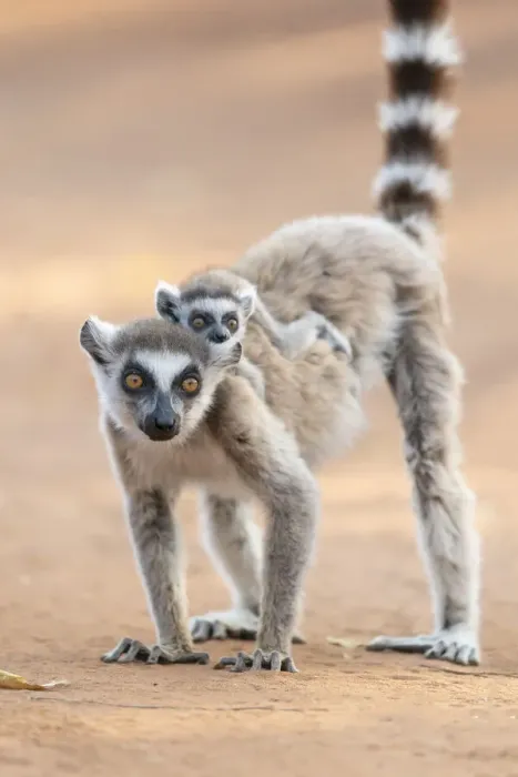 Framed Print : Africa, Madagascar, Anosy Region, Berenty Reserve. A ring-tailed lemur baby rides on Framed Print : Africa, Madagascar, Anosy Region, Berenty Reserve. A ring-tailed lemur baby rides on