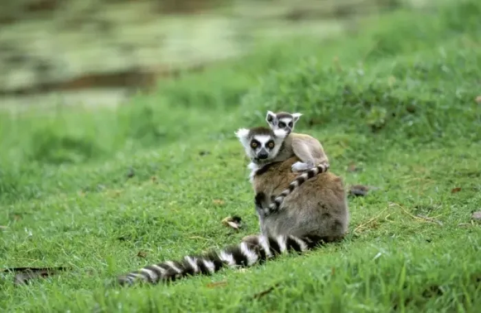 Framed Print : Africa, Madagascar, Antananarivo, Tsimbazaza zoo. Ring-tailed lemur and young (Lemur Framed Print : Africa, Madagascar, Antananarivo, Tsimbazaza zoo. Ring-tailed lemur and young (Lemur