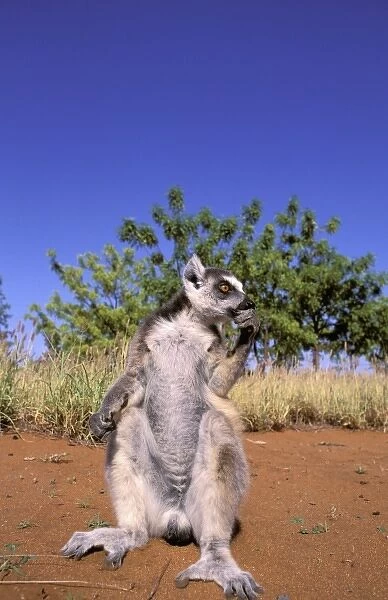 Africa, Madagascar, Berenty Private Reserve. Ring-tailed Lemur (Lemur catta)