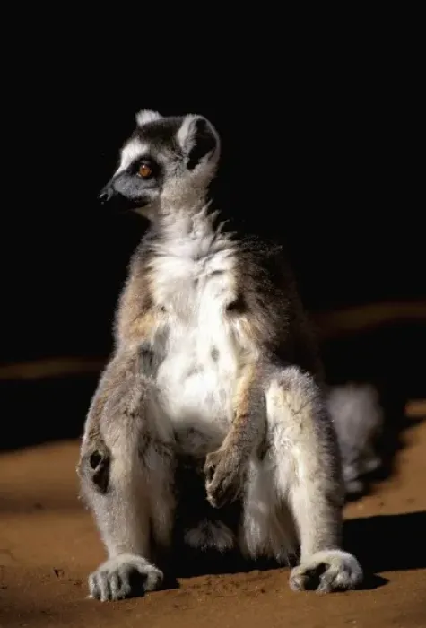 Framed Print : Africa, Madagascar, Berenty Private Reserve. Ring-tailed lemur sunning (Lemur catta) Framed Print : Africa, Madagascar, Berenty Private Reserve. Ring-tailed lemur sunning (Lemur catta)