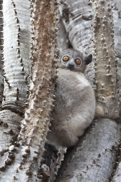 Africa, Madagascar, Berenty Reserve. A white-footed sportive lemur (Lepilemur leucopus)