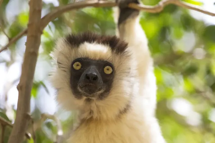 Framed Print : Africa, Madagascar, Berenty Reserve. Headshot of a Verreauxs sifaka (Propithecus verreauxi) Framed Print : Africa, Madagascar, Berenty Reserve. Headshot of a Verreauxs sifaka (Propithecus verreauxi)