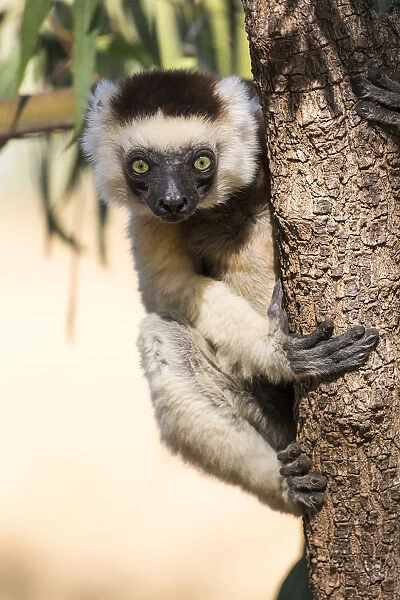 Africa, Madagascar, Berenty Reserve. A Verreauxs sifaka (Propithecus verreauxi)