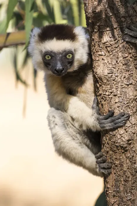 Framed Print : Africa, Madagascar, Berenty Reserve. A Verreauxs sifaka (Propithecus verreauxi) Framed Print : Africa, Madagascar, Berenty Reserve. A Verreauxs sifaka (Propithecus verreauxi)