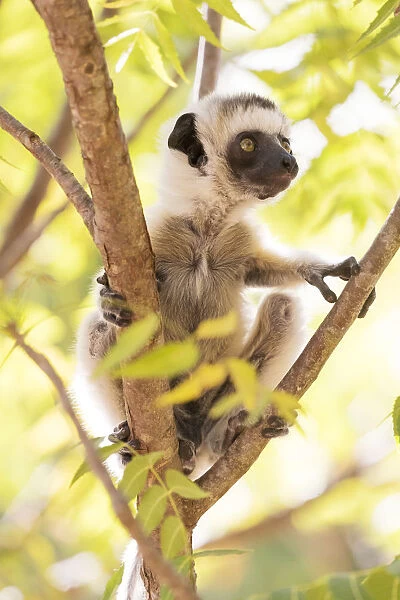 Africa, Madagascar, Berenty Reserve. A baby Verreauxs sifaka (Propithecus verreauxi)