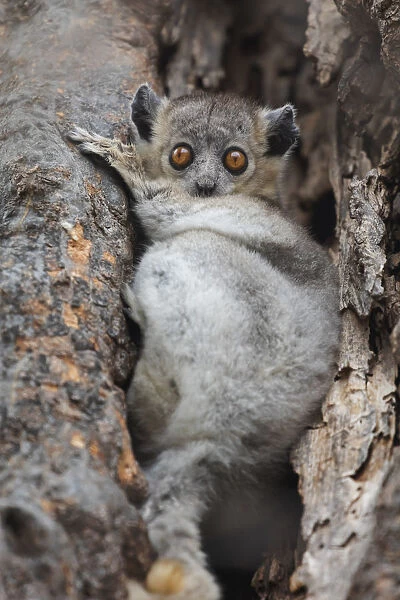 Africa, Madagascar, Berenty Reserve. White-footed sportive lemur hiding in the branches