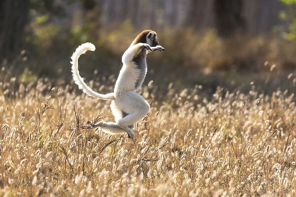 Africa, Madagascar, Berenty Reserve. Verreauxs sifaka dancing from place to